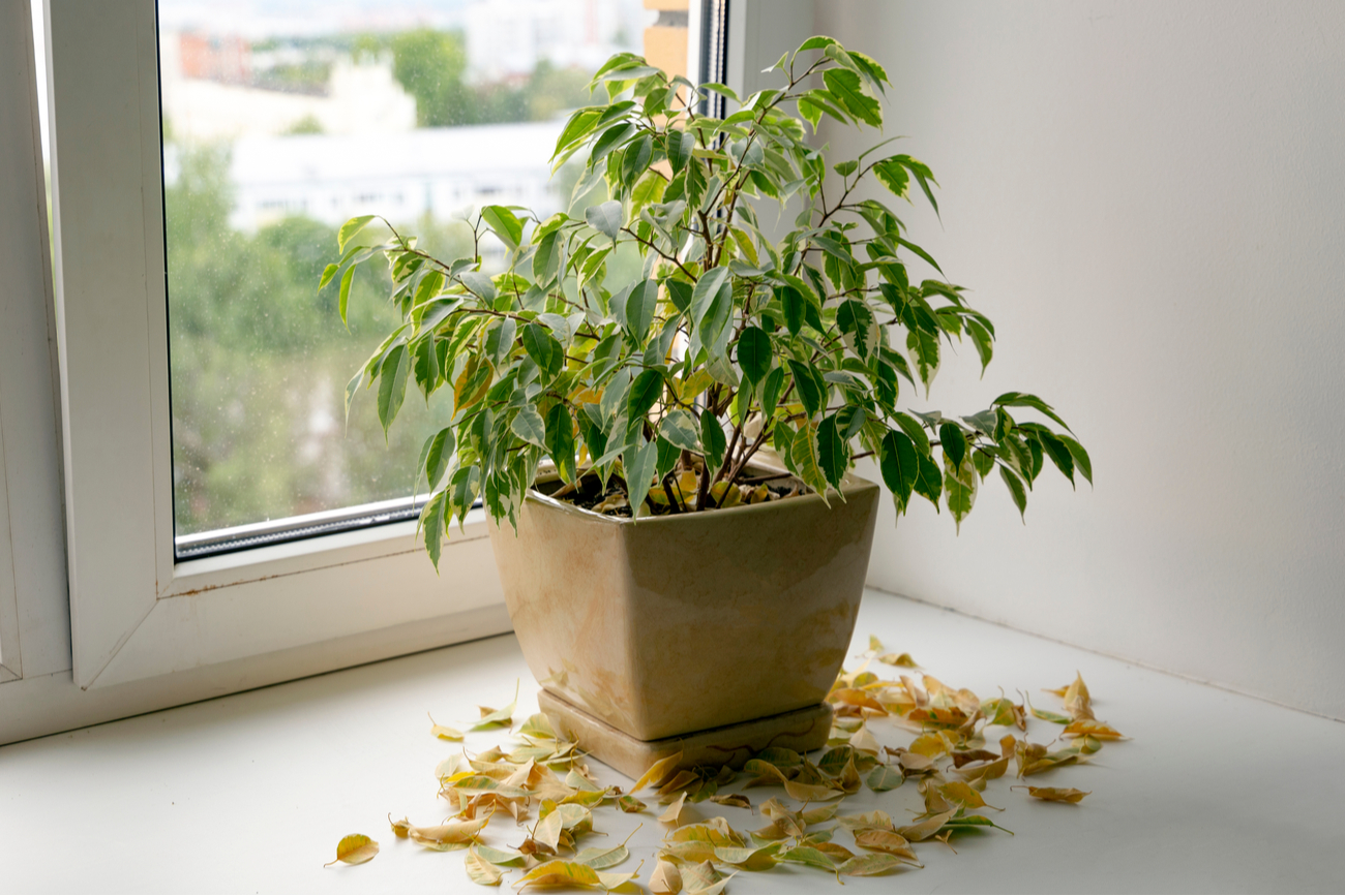 bad feng shui - dying plant on windowsill