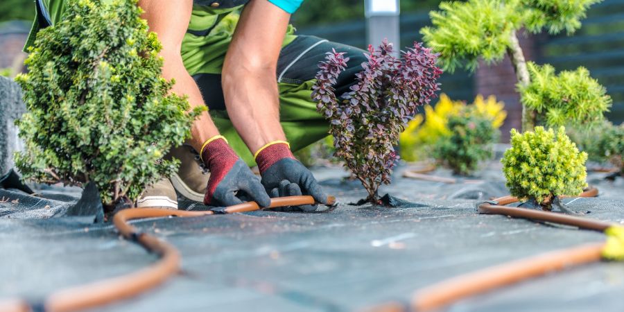 Landscaping and Gardening Industry. Modern Garden Irrigation System Building by Caucasian Garden Technologies Worker in His 40s. Providing Water Supply Pipeline Between Plants. Landscape design mistakes article.