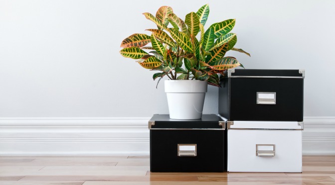 Organized boxes and plant