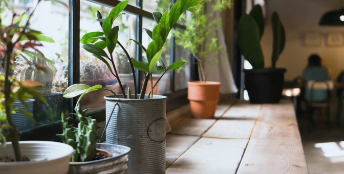 Windowsill with potted plants