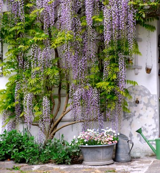 Fragrant garden