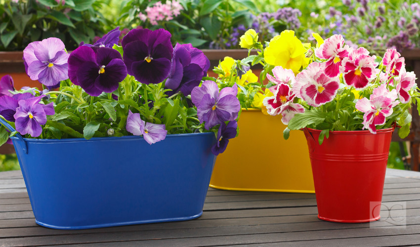 colorful potted plants to liven up curb appeal of a home - outdoor home staging