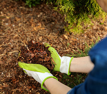 Placing garden bedding around plants with gloves